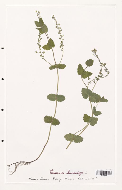 Veronica chamaedrys  (Plantaginaceae)