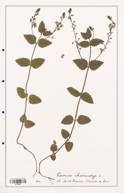 Veronica chamaedrys  (Plantaginaceae)