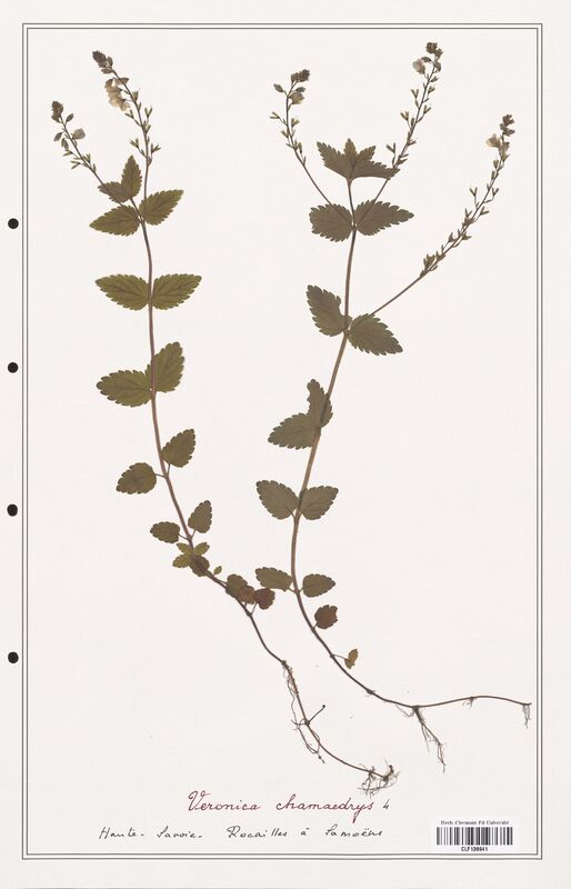 Veronica chamaedrys  (Plantaginaceae)