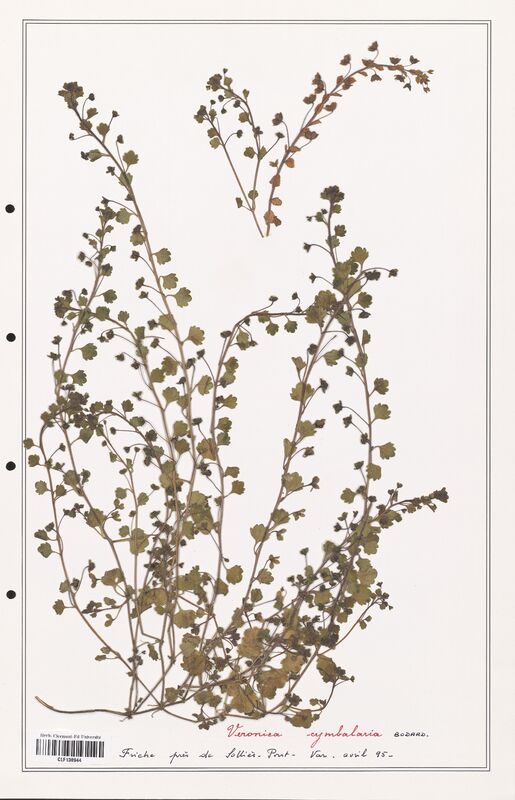 Veronica cymbalaria  (Plantaginaceae)