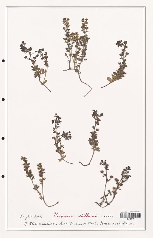 Veronica dillenii  (Plantaginaceae)