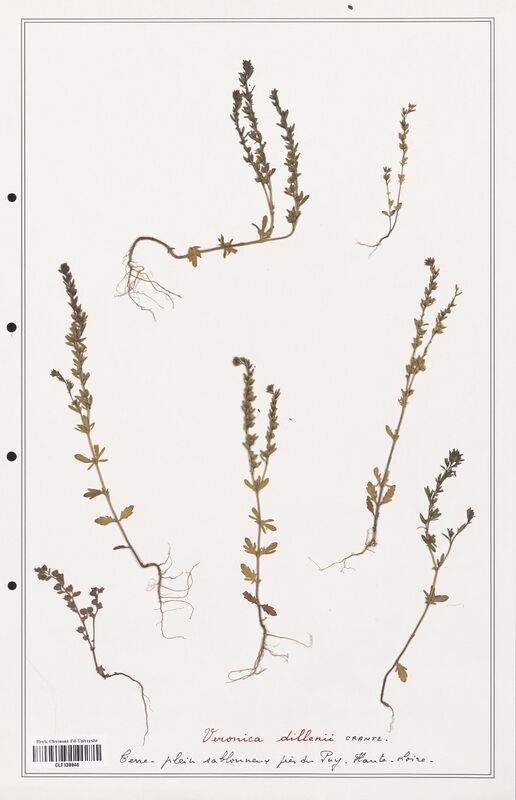 Veronica dillenii  (Plantaginaceae)