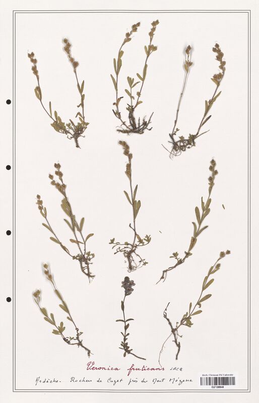Veronica fruticans  (Plantaginaceae)
