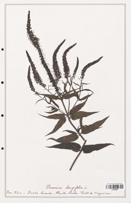 Veronica longifolia  (Plantaginaceae)