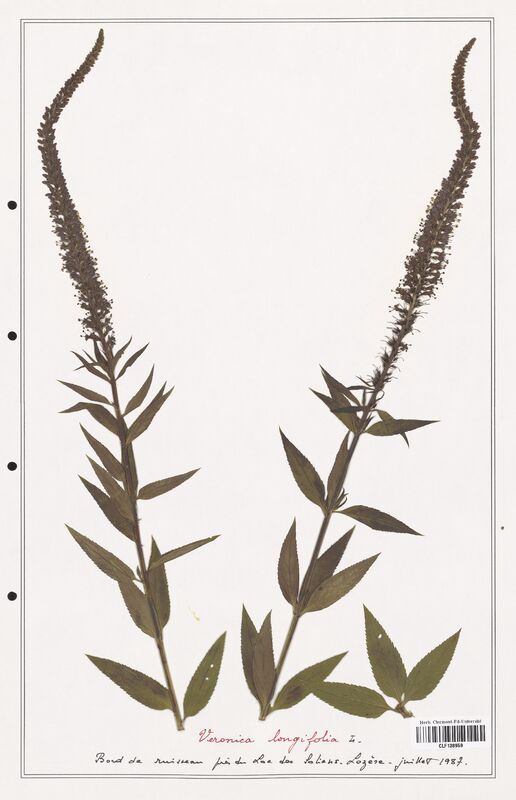 Veronica longifolia  (Plantaginaceae)