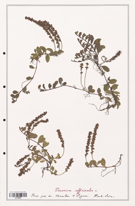Veronica officinalis  (Plantaginaceae)