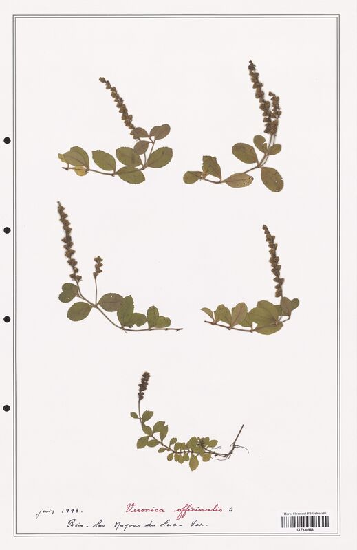Veronica officinalis  (Plantaginaceae)