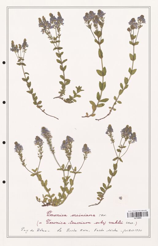 Veronica orsiniana  (Plantaginaceae)