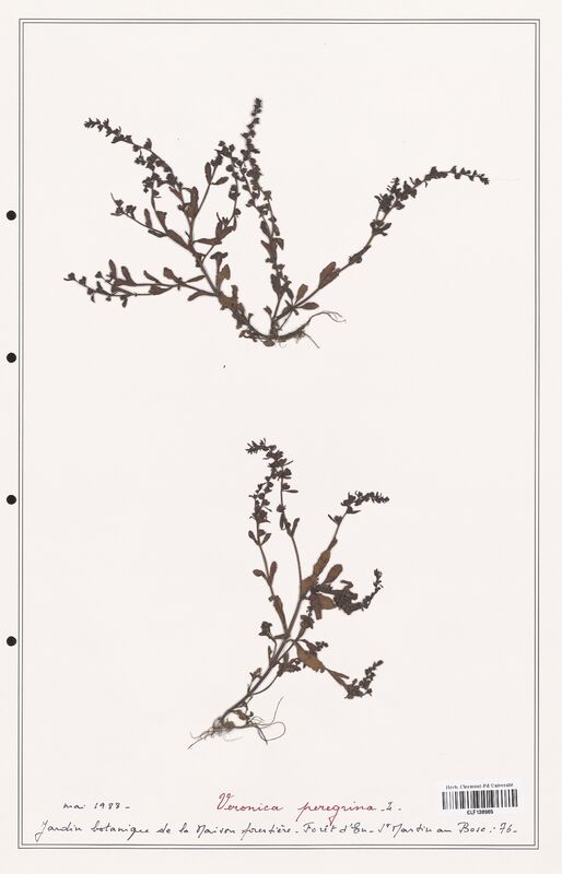 Veronica peregrina  (Plantaginaceae)