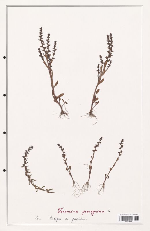 Veronica peregrina  (Plantaginaceae)