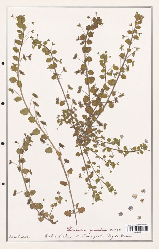 Veronica persica  (Plantaginaceae)