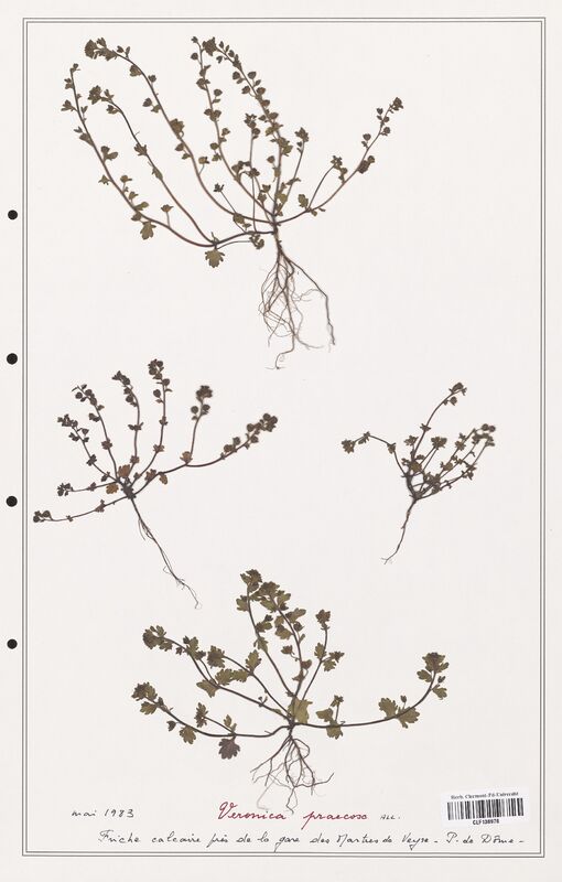 Veronica praecox  (Plantaginaceae)