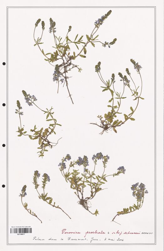 Veronica prostrata  (Plantaginaceae)