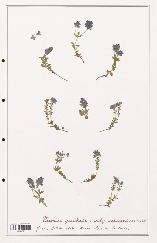 Veronica prostrata  (Plantaginaceae)