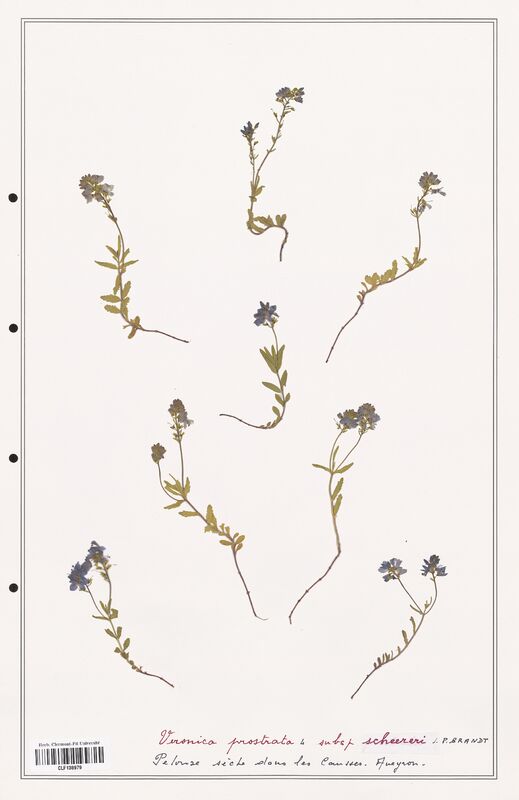 Veronica prostrata  (Plantaginaceae)