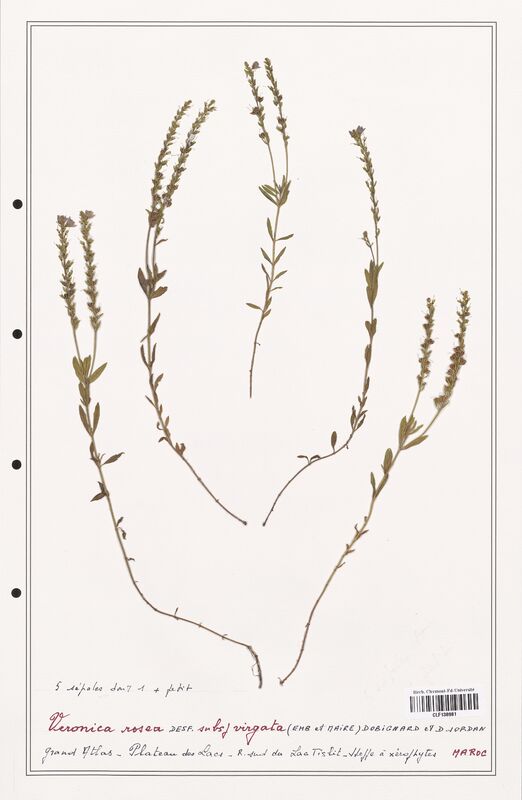 Veronica rosea  (Plantaginaceae)