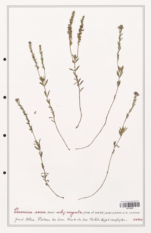 Veronica rosea  (Plantaginaceae)