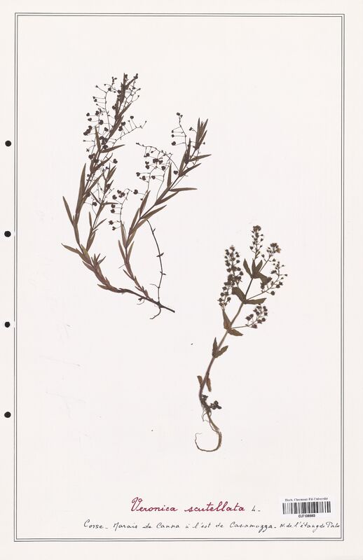 Veronica scutellata  (Plantaginaceae)
