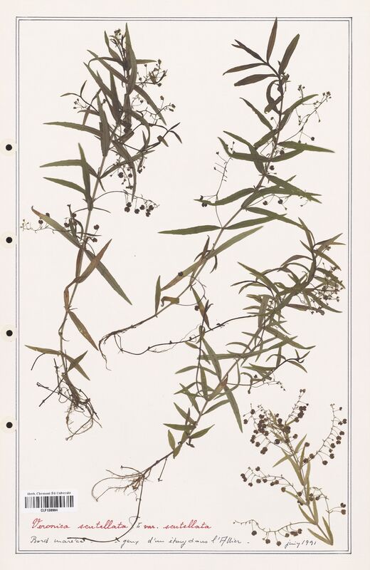 Veronica scutellata  (Plantaginaceae)