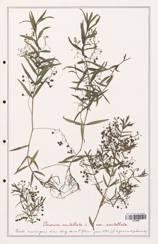 Veronica scutellata  (Plantaginaceae)