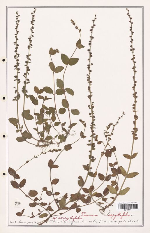 Veronica serpyllifolia  (Plantaginaceae)
