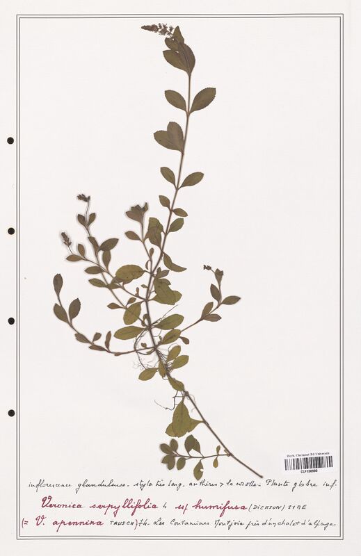 Veronica serpyllifolia  (Plantaginaceae)