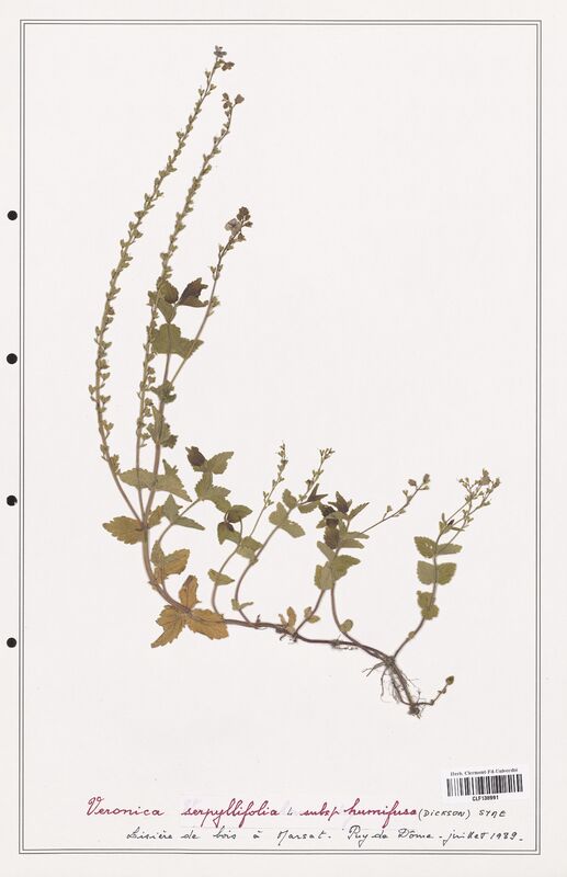 Veronica serpyllifolia  (Plantaginaceae)