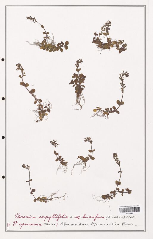Veronica serpyllifolia  (Plantaginaceae)
