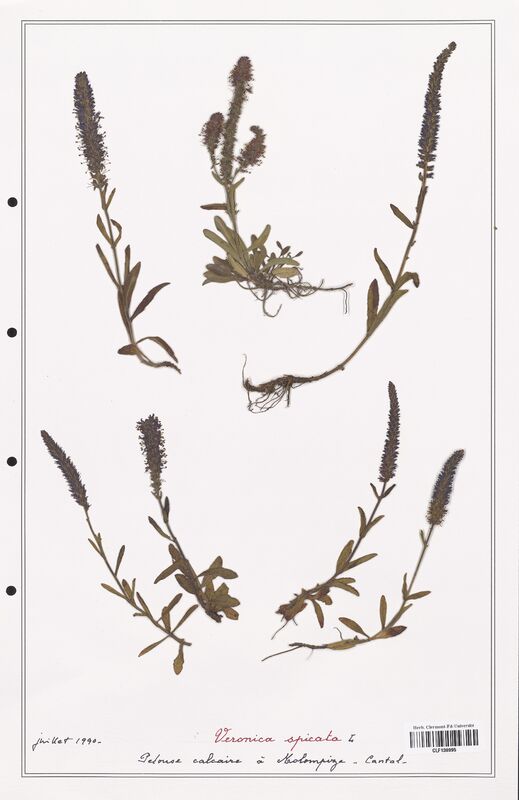 Veronica spicata  (Plantaginaceae)