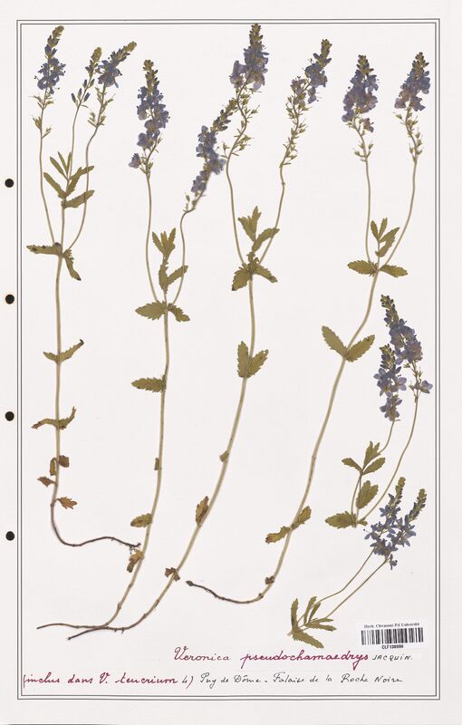 Veronica pseudochamaedrys  (Plantaginaceae)