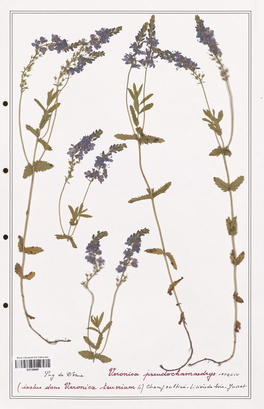 Veronica pseudochamaedrys  (Plantaginaceae)