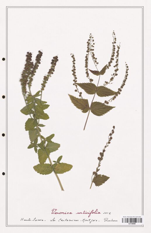 Veronica urticifolia  (Plantaginaceae)