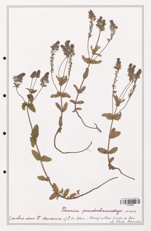 Veronica pseudochamaedrys  (Plantaginaceae)