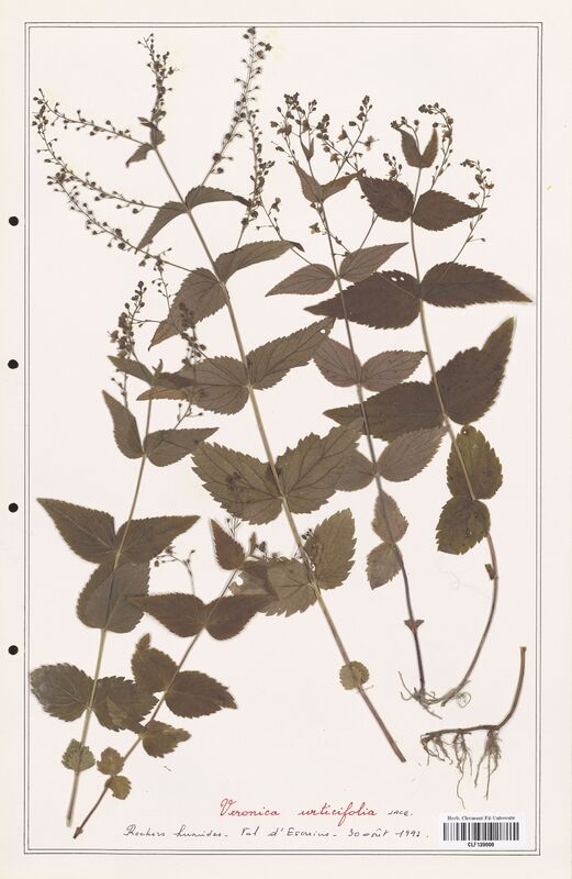 Veronica verna  (Plantaginaceae)
