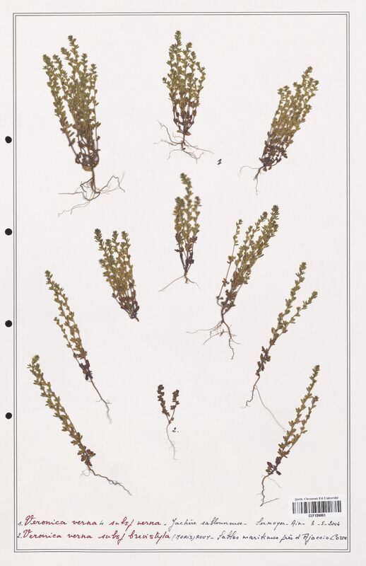 Veronica urticifolia  (Plantaginaceae)