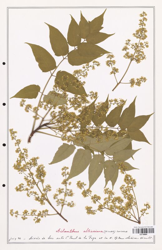 Ailanthus altissima  (Simaoubaceae)