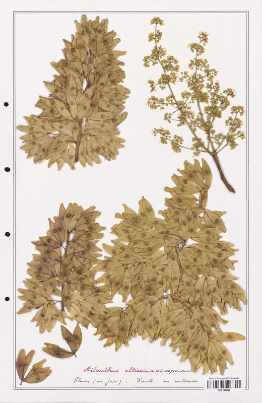 Ailanthus altissima  (Simaoubaceae)