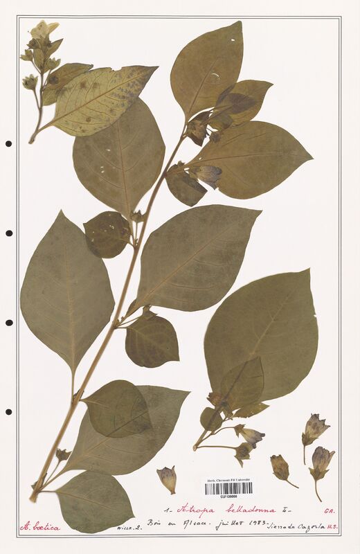 Atropa belladonna  (Solanaceae)