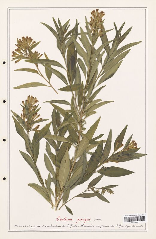 Cestrum parqui  (Solanaceae)