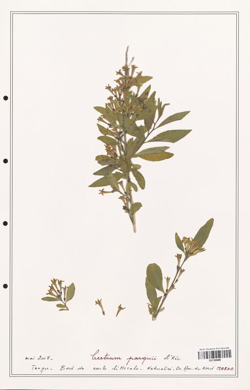 Cestrum parqui  (Solanaceae)