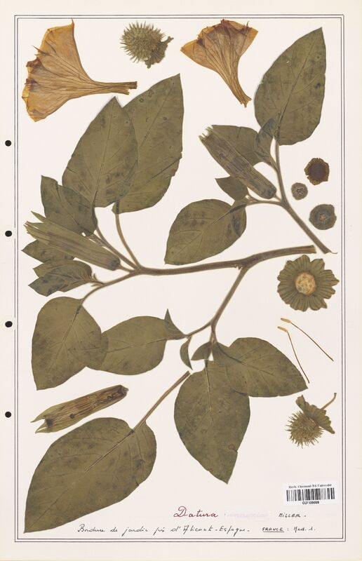 Datura   (Solanaceae)