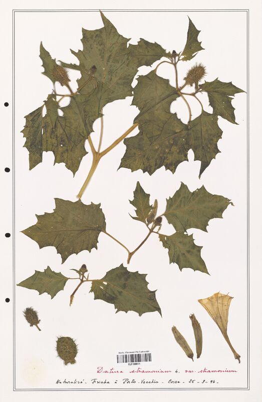 Datura stramonium  (Solanaceae)