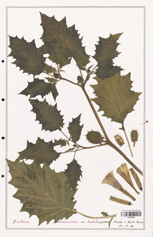 Datura stramonium  (Solanaceae)