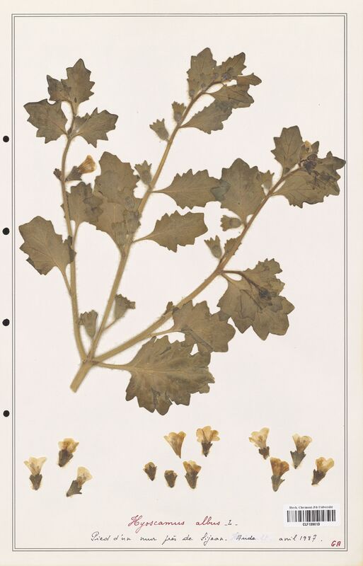 Hyoscamus albus  (Solanaceae)