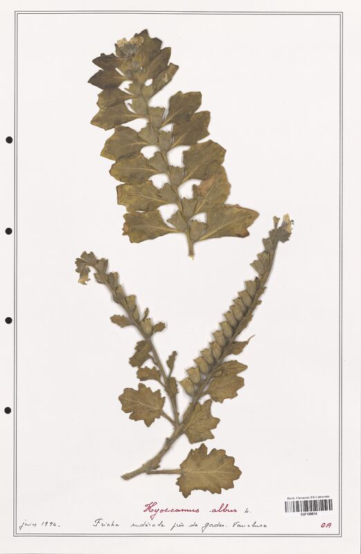 Hyoscamus albus  (Solanaceae)