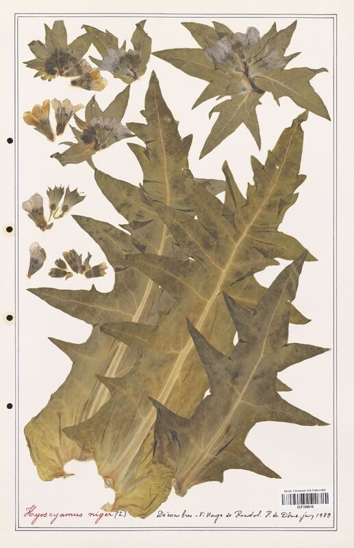 Hyoscamus niger  (Solanaceae)