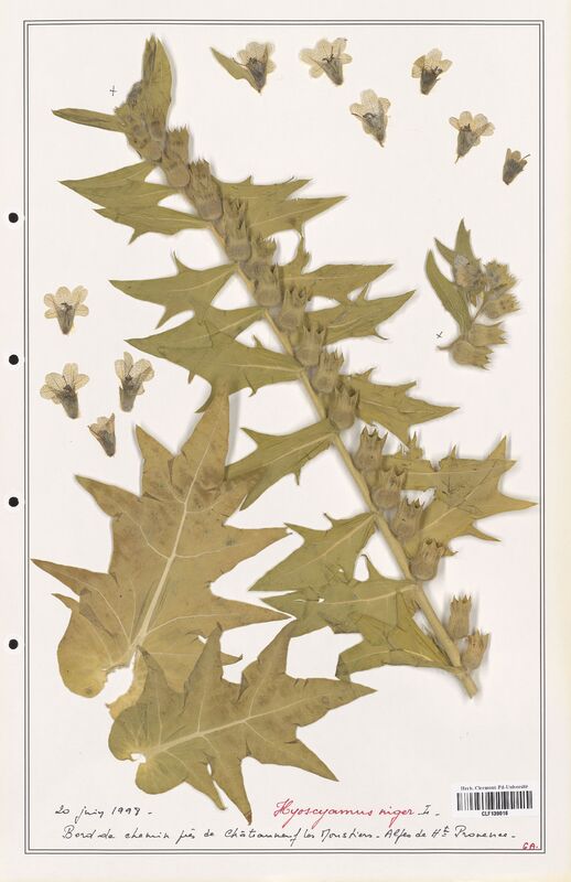 Hyoscamus niger  (Solanaceae)