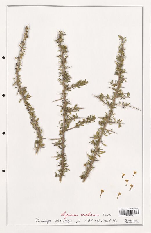 Lycium arabicum  (Solanaceae)