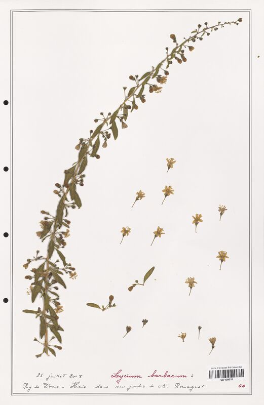 Lycium barbarum  (Solanaceae)