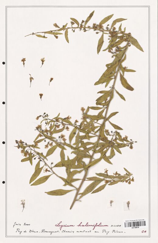 Lycium halimifolium  (Solanaceae)